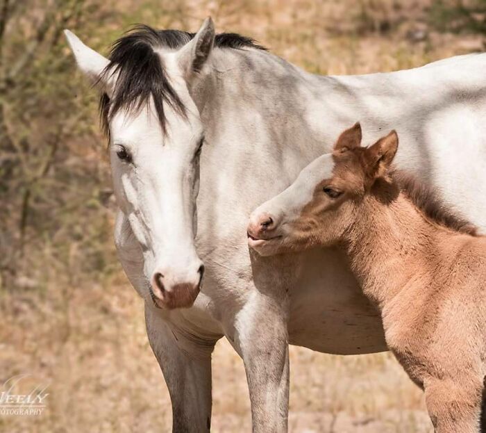 Potra bebé junto a su madre caballo en un entorno natural, foto de vida silvestre adorables celebrando madres y crías.