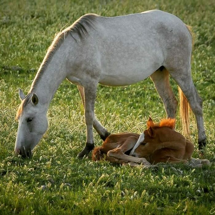 Yegua blanca pastando al lado de su cría descansando en un campo verde, fotos adorables de vida salvaje madre e hijo.