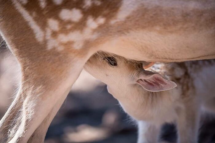 Cervatillo amamantándose debajo de su madre en un entorno natural, destacando adorables fotos de vida silvestre.