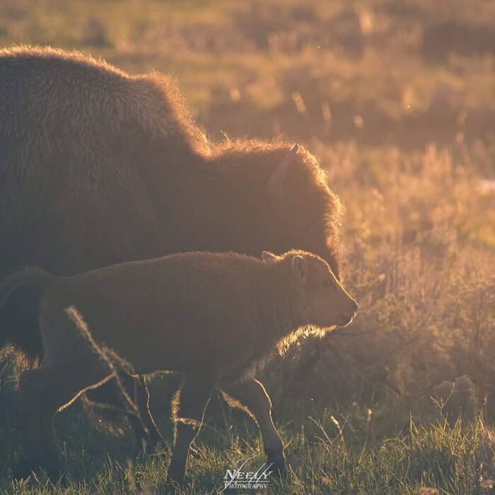 Bisonte madre y cría caminando juntos al atardecer en una escena adorable de vida silvestre.