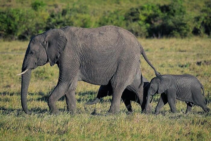 Elefante madre con crías caminando en la naturaleza, mostrando amor en fotos adorables de vida silvestre.