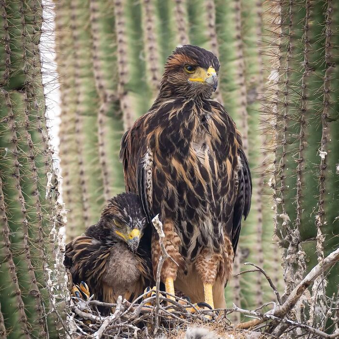 Ave rapaz madre con su cría en un nido entre cactus, hermosa foto de vida salvaje que muestra la relación maternal.