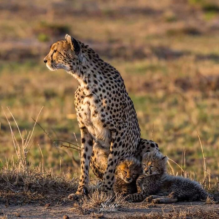 Guepardo madre con sus adorables crías en la naturaleza, celebrando la vida salvaje y la maternidad animal.