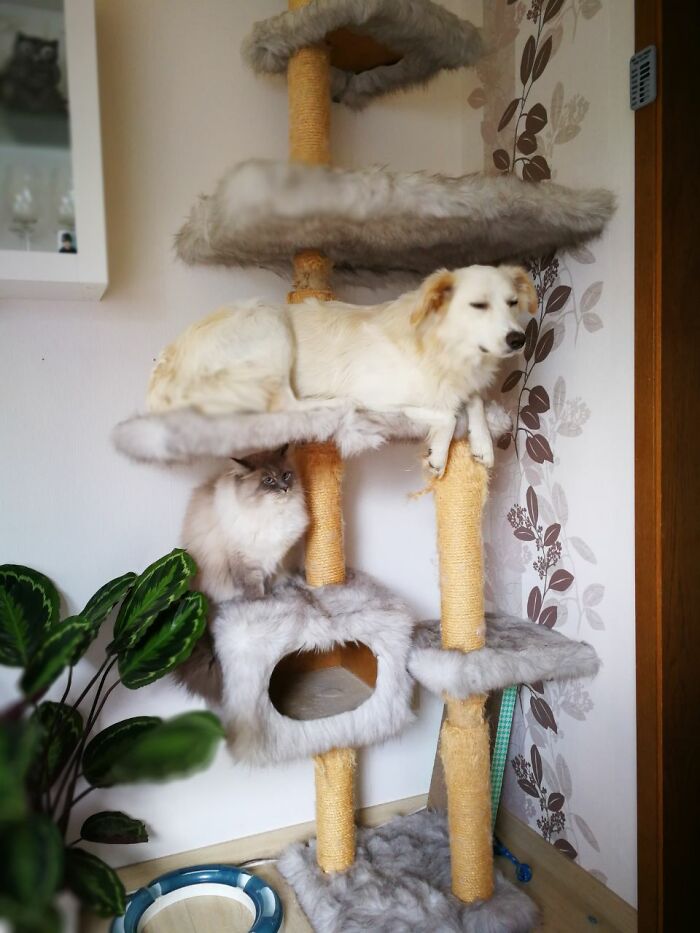Perro y gato en un árbol rascador, foto divertida de gatos comportándose de forma muy rara.