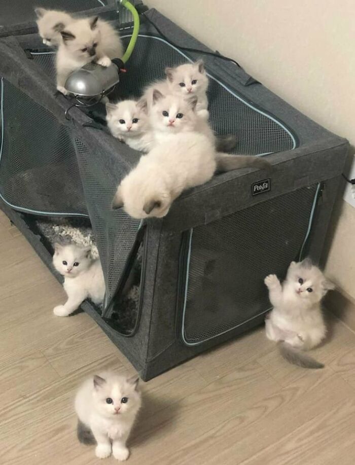 Siete gatitos adorables jugando alrededor de una estructura de tela gris en una habitación con piso de madera.