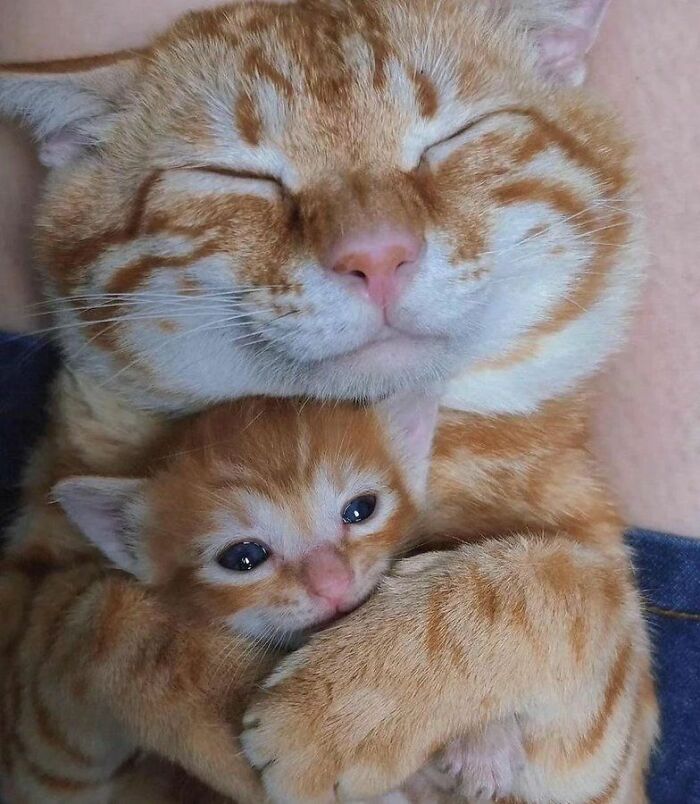 Gato adorable abrazando a su cachorro, mostrando ternura y la dulzura de cats cute en una imagen conmovedora.