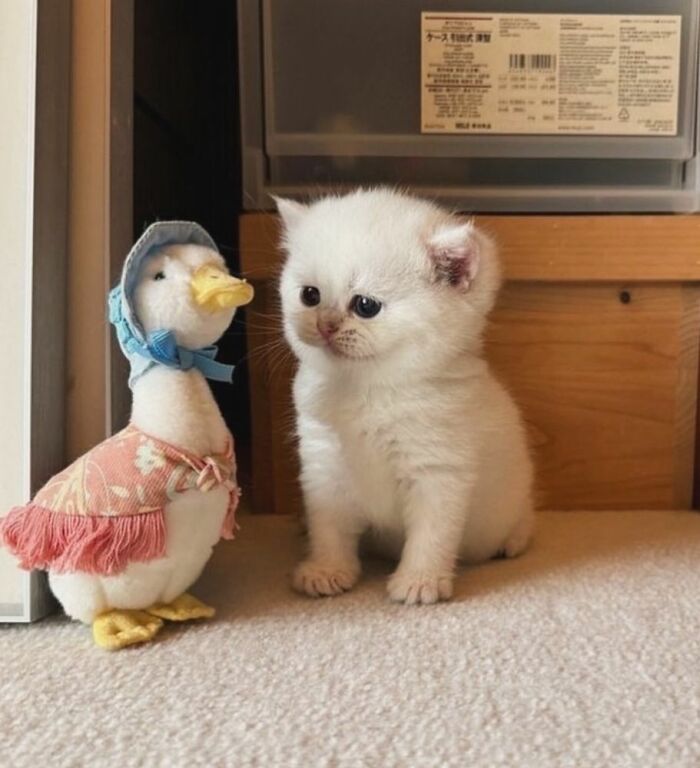 Gatito blanco adorable sentado junto a un pato de peluche vestido, mostrando ternura y comedia natural.