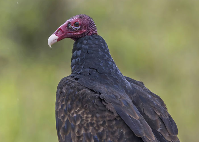 Buitre de cabeza roja con plumas negras posado, representando datos inquietantes para pensar en insomnio.