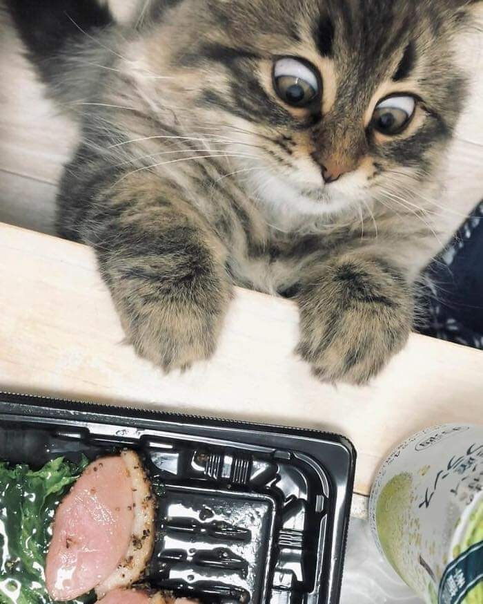 Gato curioso mirando con ojos grandes y divertidos un plato de comida desde una mesa, momentos divertidos con gatos.