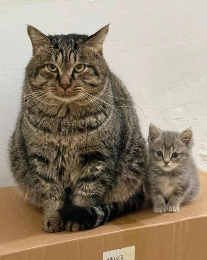 Gato grande y gatito pequeño juntos, muestra adorable de gatos tiernos que merecen su propio show de comedia.