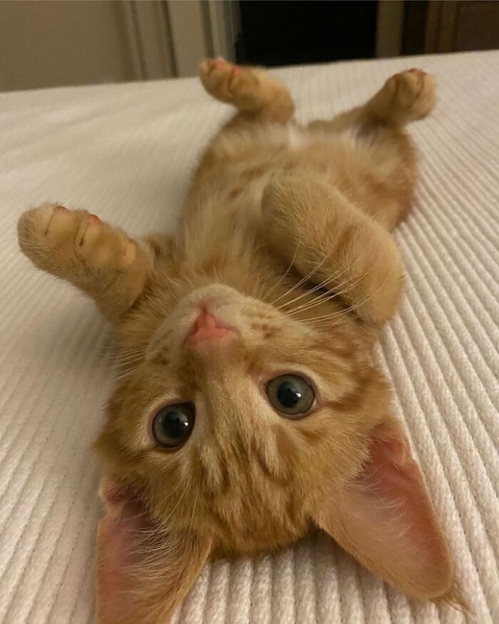 Gato naranja adorable acostado de espaldas con patas levantadas en cama blanca, mostrando expresión tierna y juguetona.