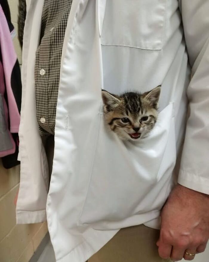 Gatito adorable asomado en el bolsillo de una bata blanca mostrando una expresión graciosa, perfecto para gatos lindos.