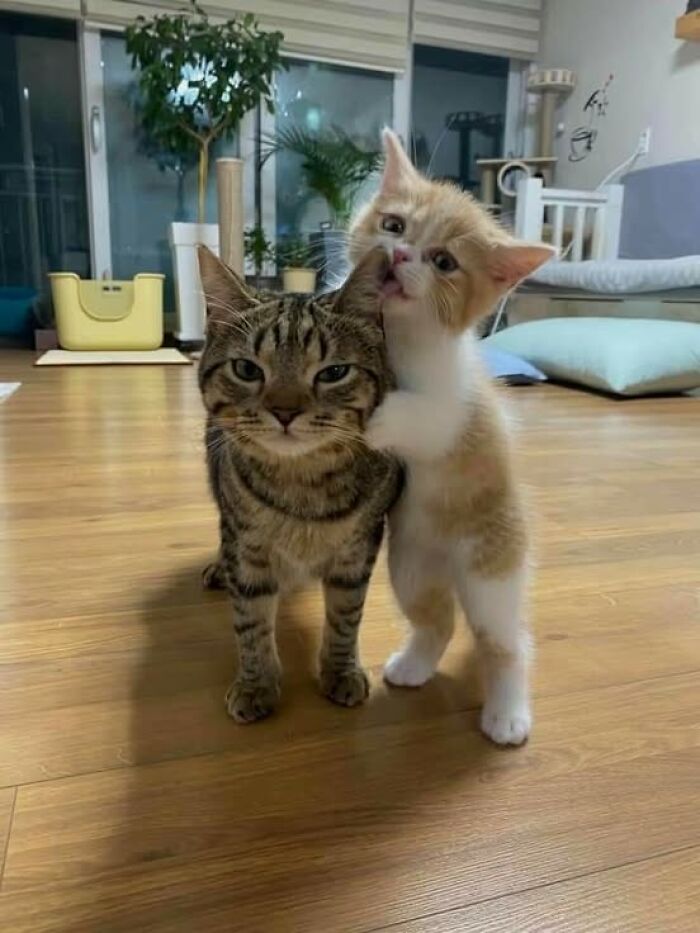 Dos gatos adorables jugando juntos en el suelo de una sala, mostrando ternura y simpatía felina.