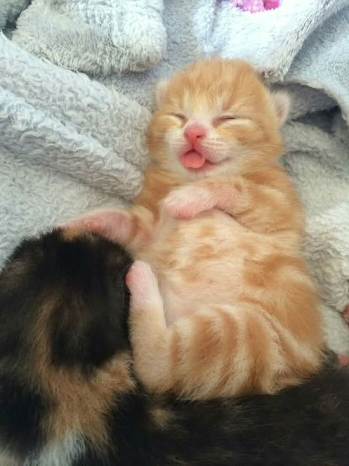 Gatitos adorables durmiendo juntos, mostrando ternura y encanto en una escena perfecta para amantes de gatos lindos.