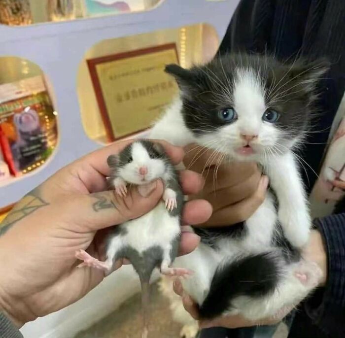Gato y ratón con pelaje similar en tonos blanco y negro en momento divertido con gatos compartido.