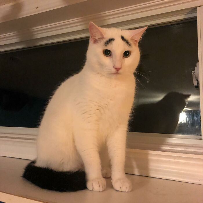 Gato blanco y negro adorable sentado frente a una ventana con su reflejo visible en la noche, lindo gato para comedia.
