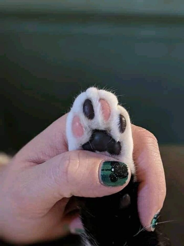 Pata de gato con almohadillas rosas y negras sostenida por una mano con uñas decoradas, momento divertido con gatos.