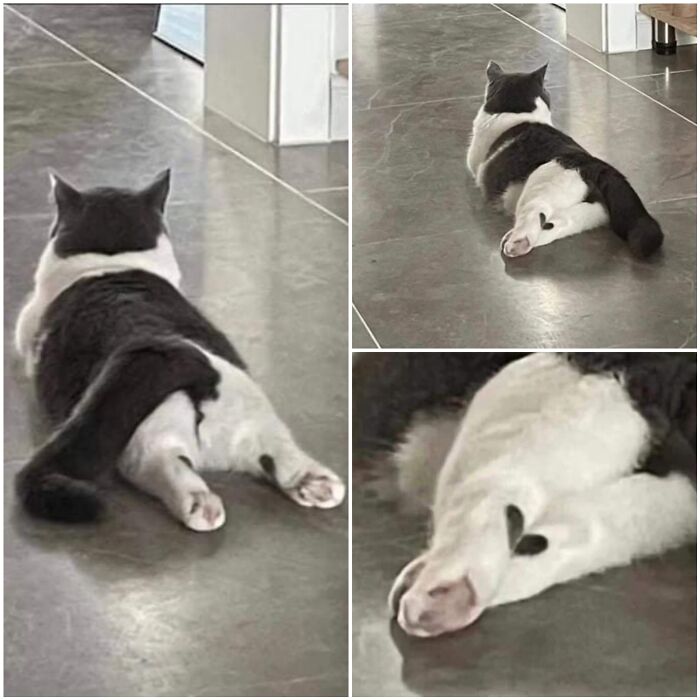 Gato blanco y negro acostado en el suelo con pata que muestra una mancha en forma de corazón, momentos divertidos con gatos.