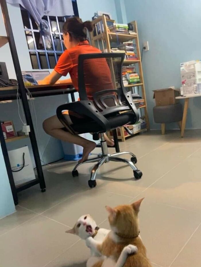 Dos gatos en el suelo jugando y una persona trabajando en escritorio en momentos divertidos con gatos.