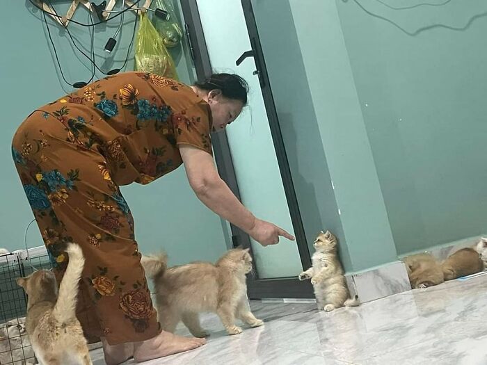 Mujer interactuando con varios gatos en casa en momentos divertidos con gatos que había que compartir.