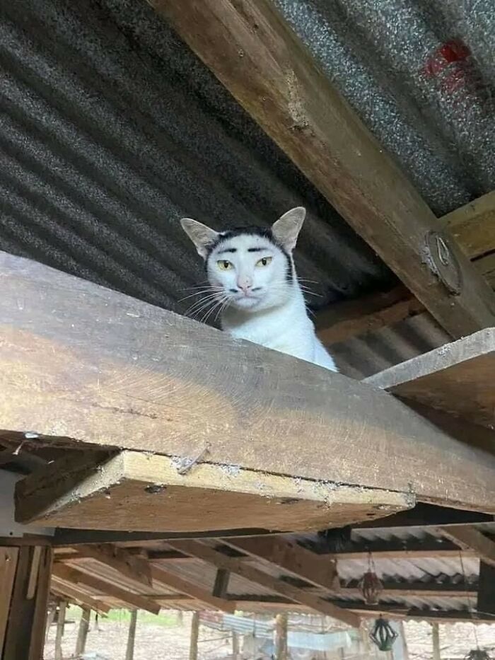 Gato blanco con manchas negras que parecen cejas, en un lugar rústico, momentos divertidos con gatos compartidos.