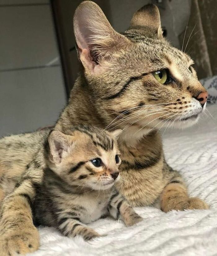 Gato adorable adulto y cachorro descansando juntos, mostrando ternura y encanto de gatos lindos perfectos para comedia.