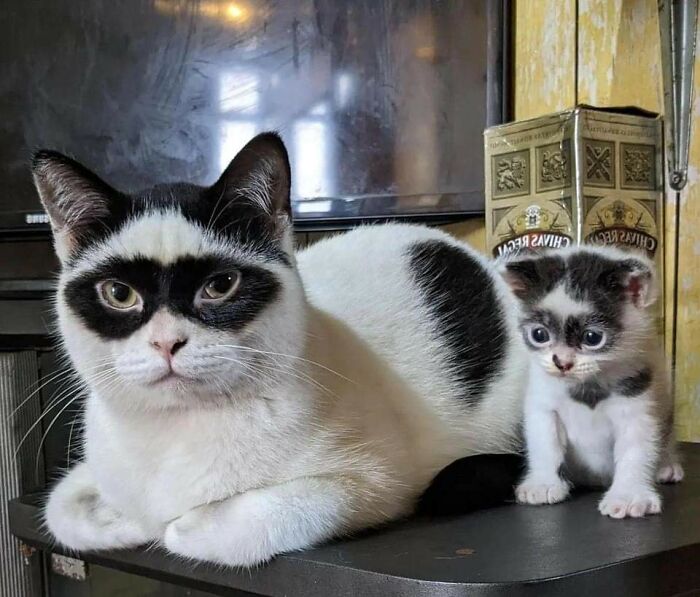 Gatos con manchas negras peculiares, uno adulto y un gatito juntos, momentos divertidos con gatos en casa.