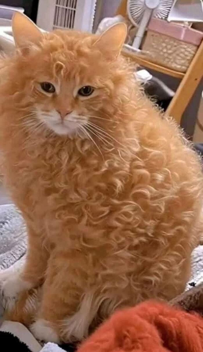 Gato adorable de pelaje rizado naranja, posando tranquilo en interiores, destacando entre los gatos más lindos.
