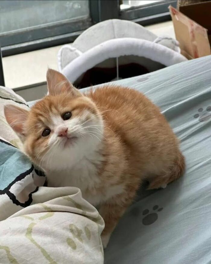 Gato adorable de pelaje naranja y blanco descansando sobre cama con sábanas decoradas con huellas de patas.