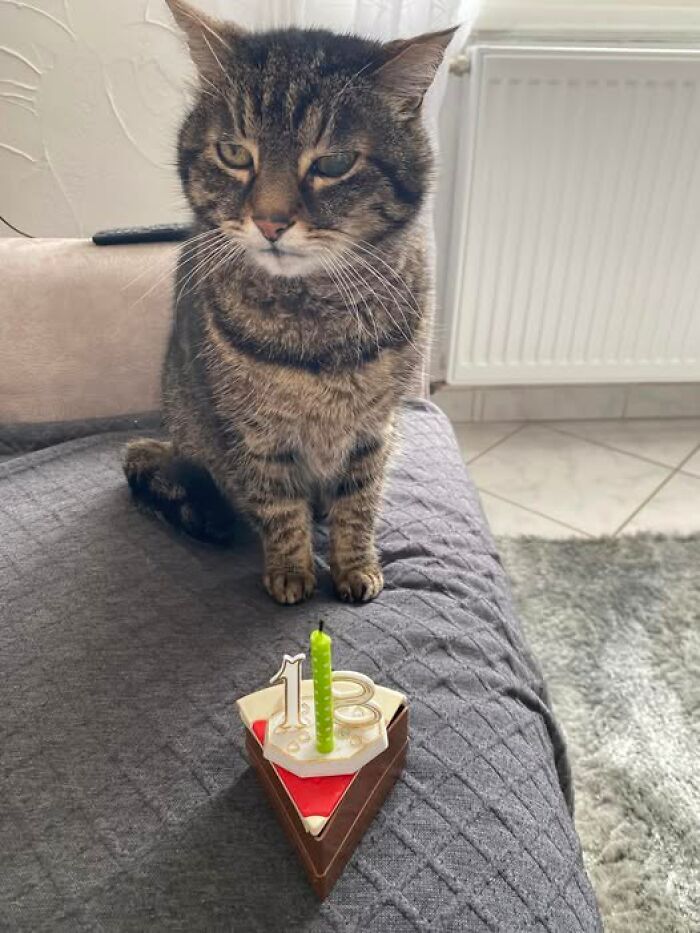 Gato pardo adorable sentado junto a una mini torta con velas de cumpleaños, mostrando ternura y carisma único.