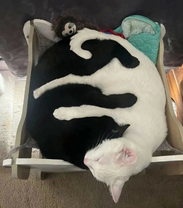 Gato blanco y gato negro abrazados mientras duermen, mostrando momentos divertidos con gatos en una cama pequeña.