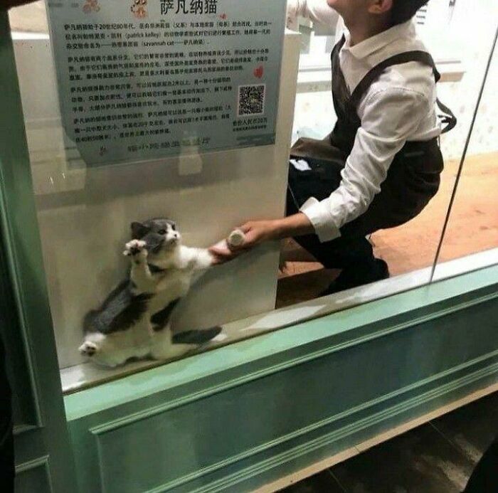 Gato adorable intentando alcanzar a persona detrás del cristal, mostrando tierno y cómico momento de gatos lindos.