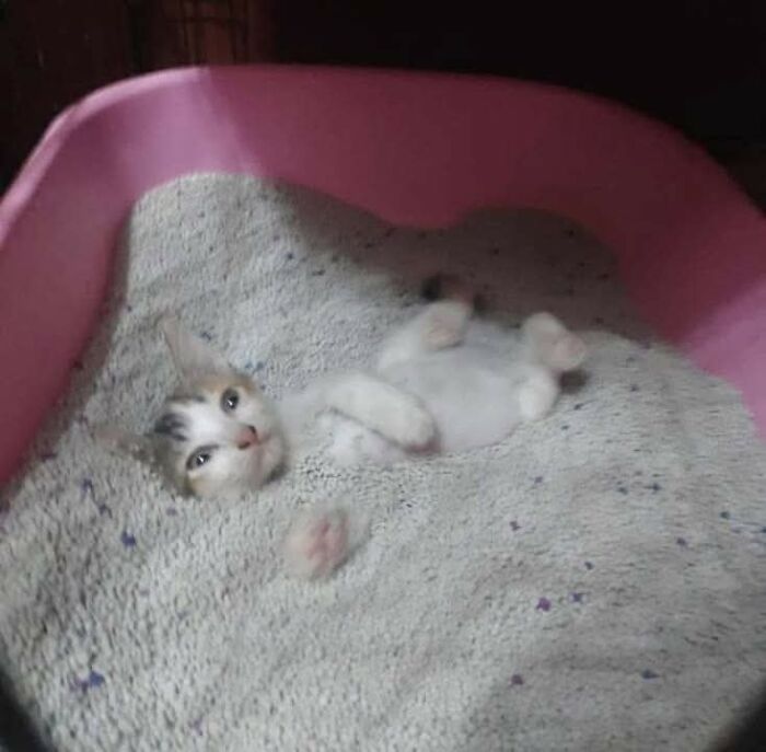 Gato divertido acostado en caja de arena, mostrando momentos divertidos con gatos para compartir y disfrutar.