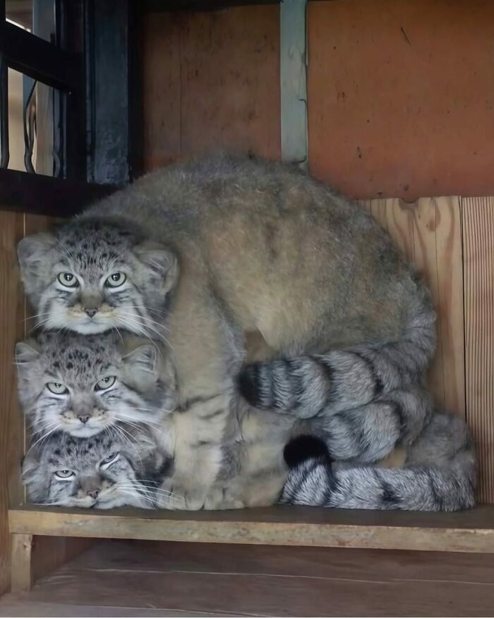 Tres gatos adorables apilados dentro de una caja de madera, mostrando ternura y curiosidad en un entorno cerrado.