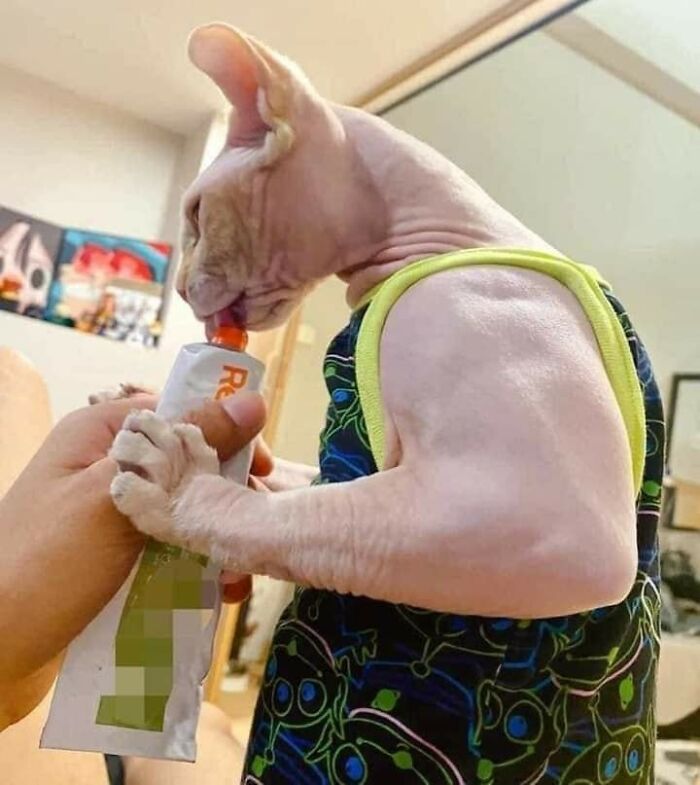 Gato sin pelo con camiseta bebiendo de un envase, momentos divertidos con gatos en una escena doméstica.