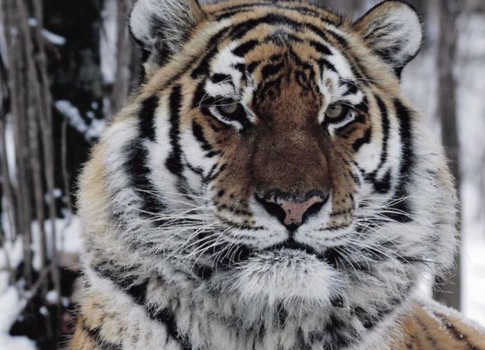 Tigre con pelaje rayado en su hábitat natural, mostrando datos curiosos y detalles morbosos para cardíacos.