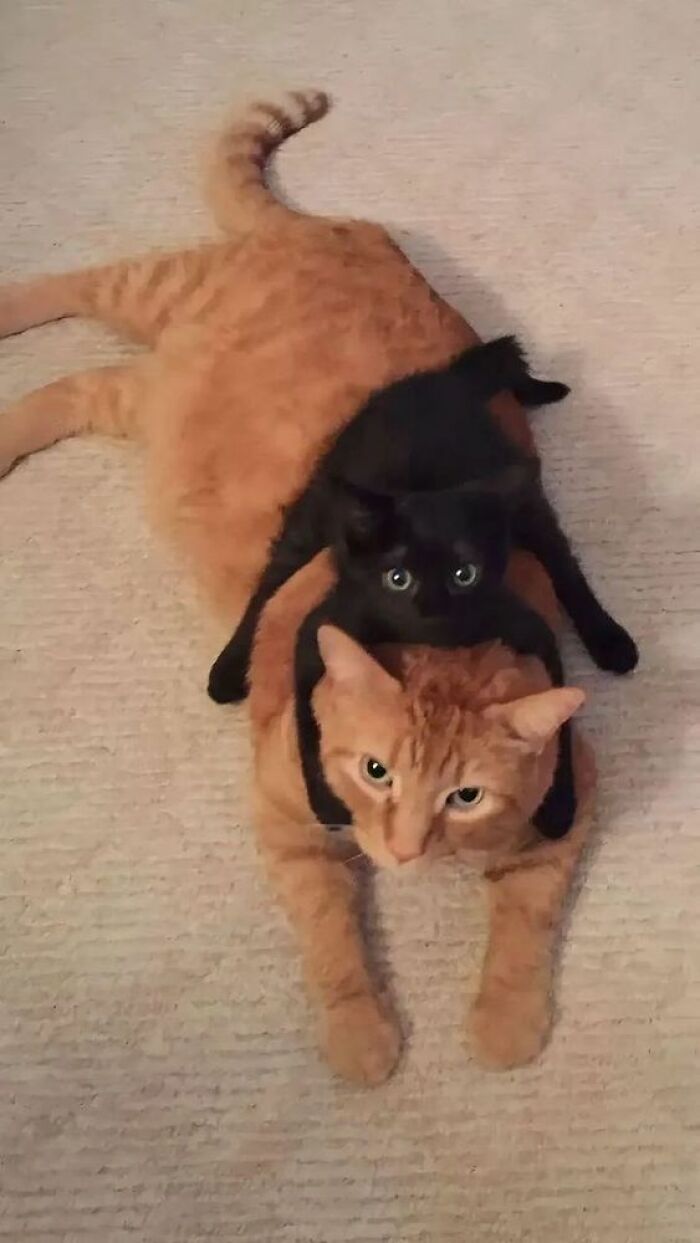 Gato negro pequeño sobre un gato naranja más grande en una alfombra, mostrando ternura y momentos divertidos de gatos.