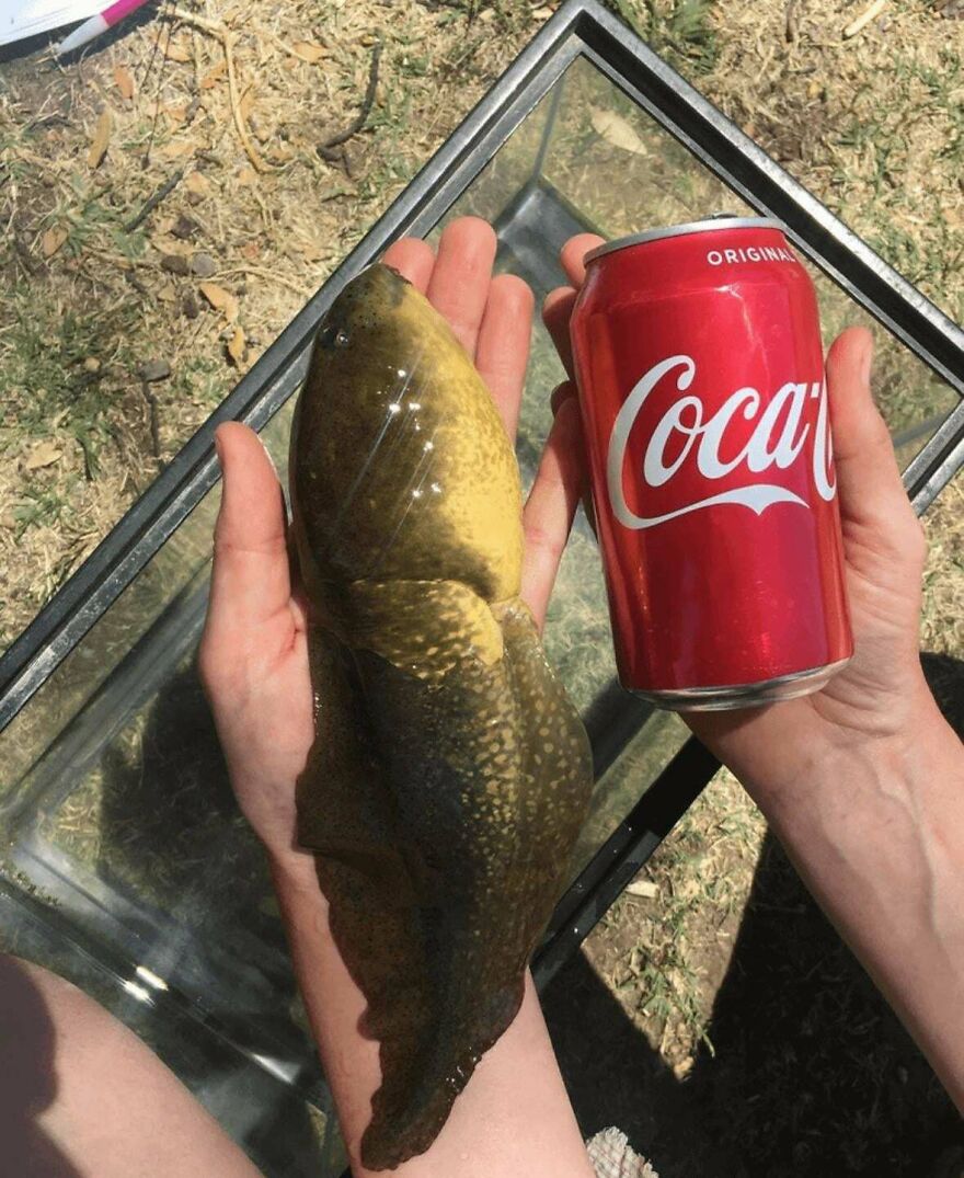 A Massive Tadpole Was Discovered, With A Hormonal Imbalance That Prevented It From Developing Into A Frog