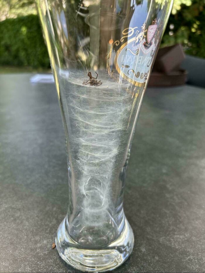 Araña atrapada en telaraña en vaso de vidrio, ejemplo curioso en datos e historias interesantes de todo el mundo.