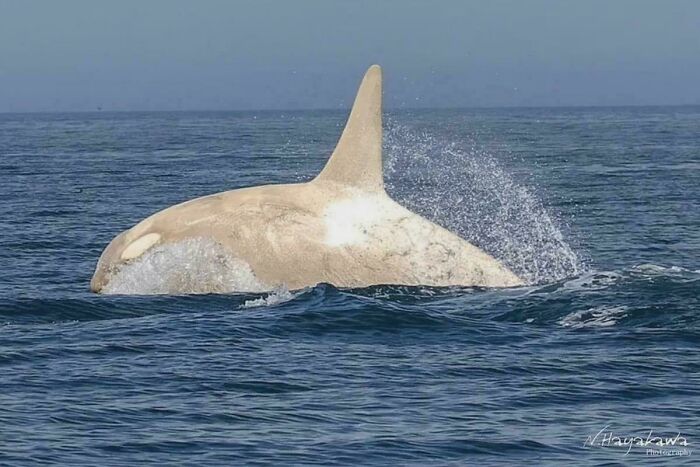 Orca blanca nadando en el océano, un dato interesante de todo el mundo con imagen de vida marina única.