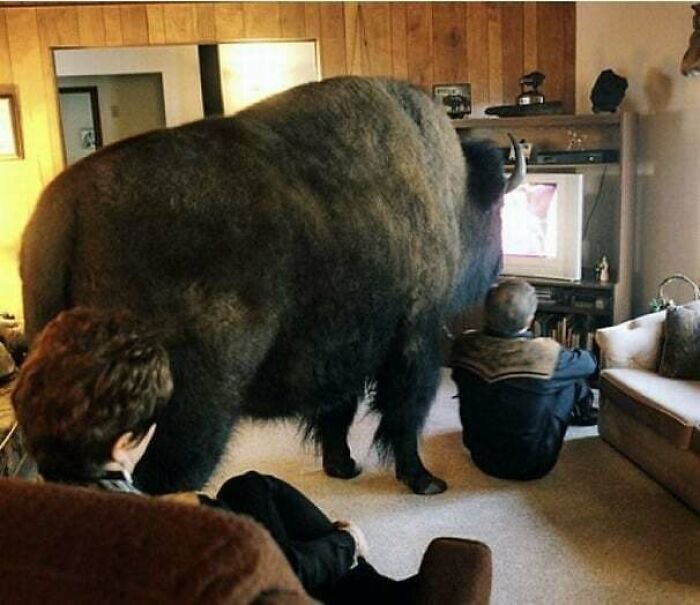 Búfalo gigante dentro de una sala de estar, con personas observando televisión, dato interesante del mundo.