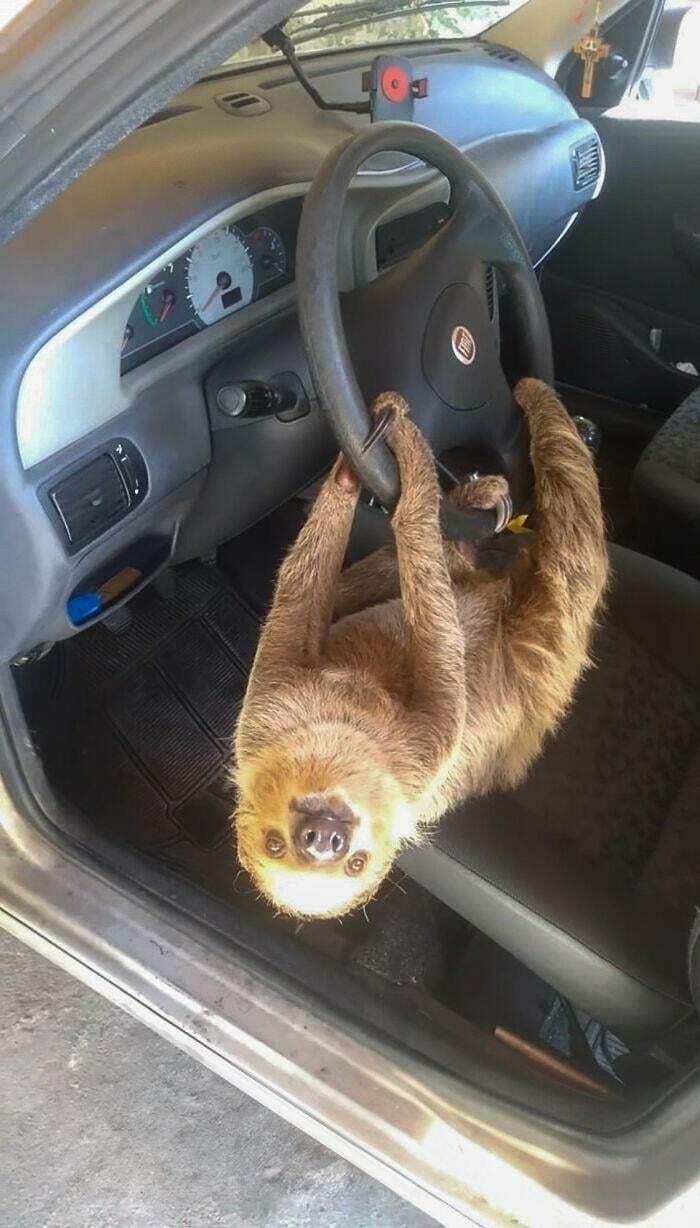 Perezoso colgando del volante de un coche, mostrando uno de los datos e historias interesantes de todo el mundo.