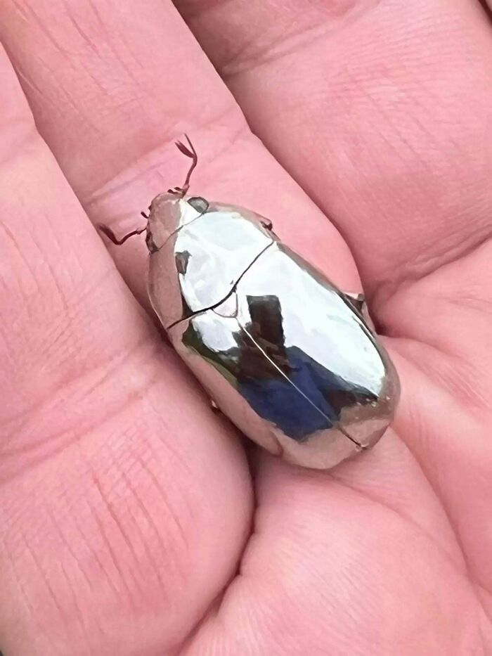 Escarabajo con caparazón metálico brillante sobre la mano, ejemplo de datos e historias interesantes del mundo.