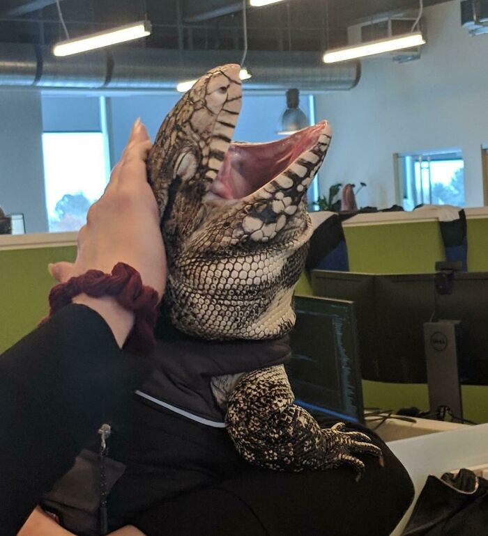 Lagarto mostrando una de las caras más extrañas y divertidas mientras es sostenido por una persona en una oficina.