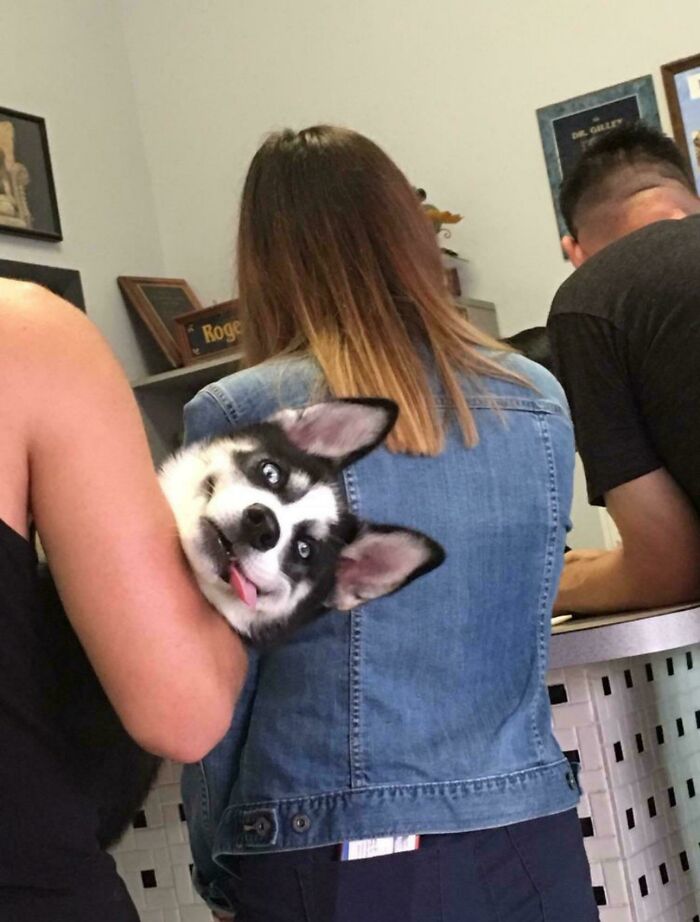 Perro haciendo una cara extraña y divertida mientras está en brazos de una persona en un entorno interior.