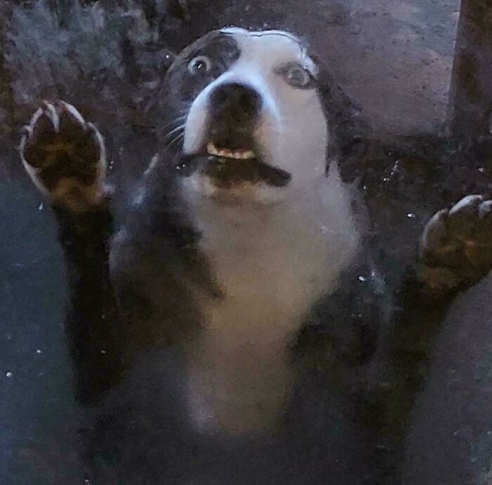 Perro con cara extraña y divertida apoyado sobre una superficie transparente mostrando sus patas y expresión cómica.