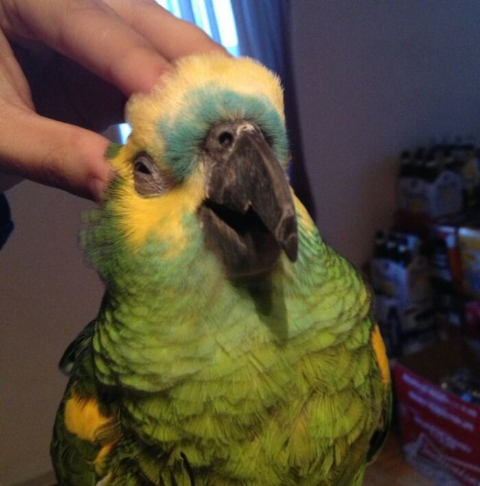 Loro verde con cara divertida y expresión extraña mientras una mano lo acaricia en interior. Fotos de animales.