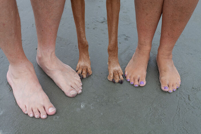 Pies humanos y patas de perro en la arena, capturando un momento divertido de las vacaciones de verano.