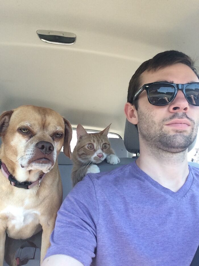 Hombre conduciendo en coche con perro y gato al fondo, momentos divertidos de vacaciones de verano para compartir.
