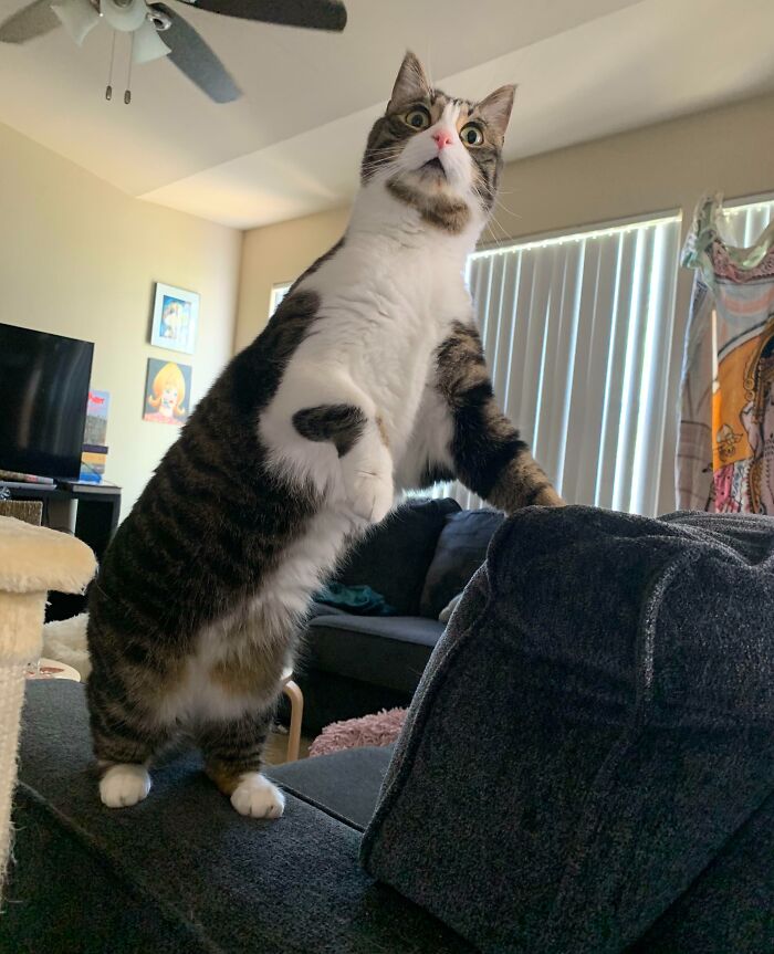 Gato con expresión extraña y divertida, mostrando una de las caras más curiosas en fotos de animales.
